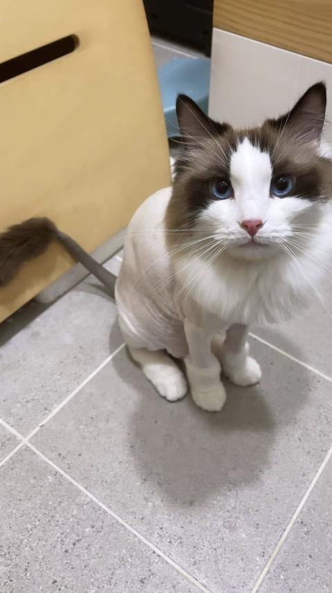 블랙핑크 리사가 키우는 고양이들 | 인스티즈