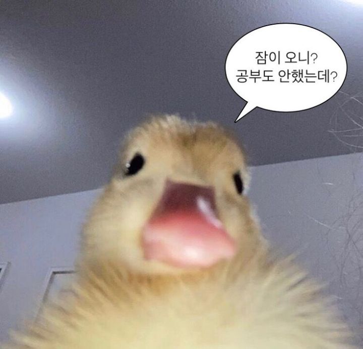 시험이 얼마 남지 않았지만 공부하기 싫은 사람들의 모임 | 인스티즈