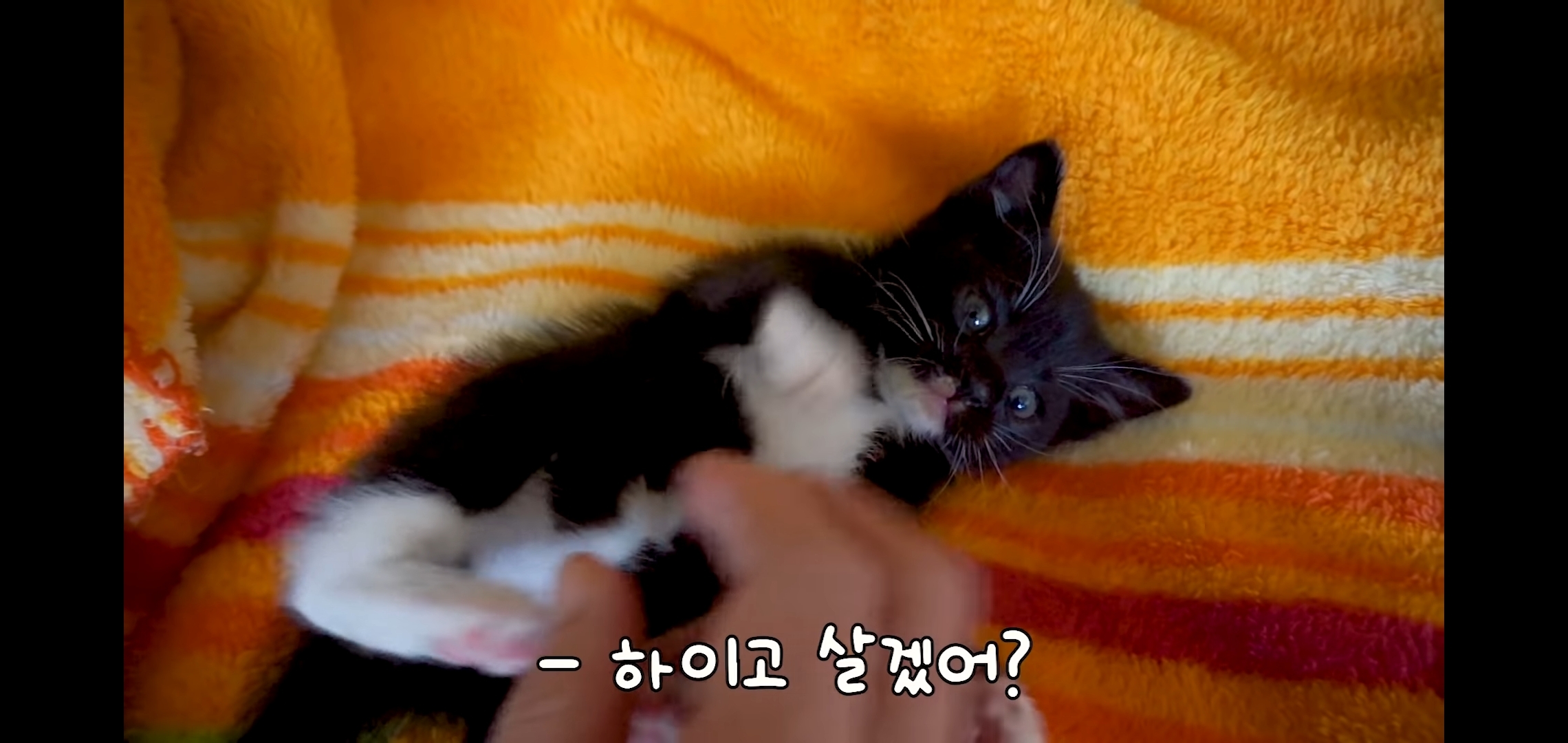 얼어 죽어가던 아기고양이를 녹였더니 ... | 인스티즈