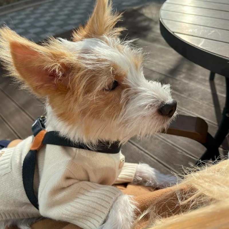 유기견, 유기묘를 입양한 연예인들 | 인스티즈