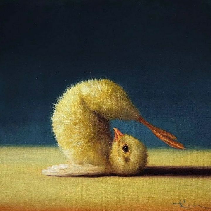 보면 기분 좋아진다는 요가하는 병아리 | 인스티즈