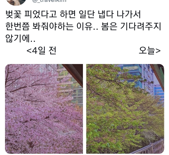 벚꽃 피었다고 하면 일단 냅다 나가서 한번쯤 봐줘야하는 이유..twt | 인스티즈