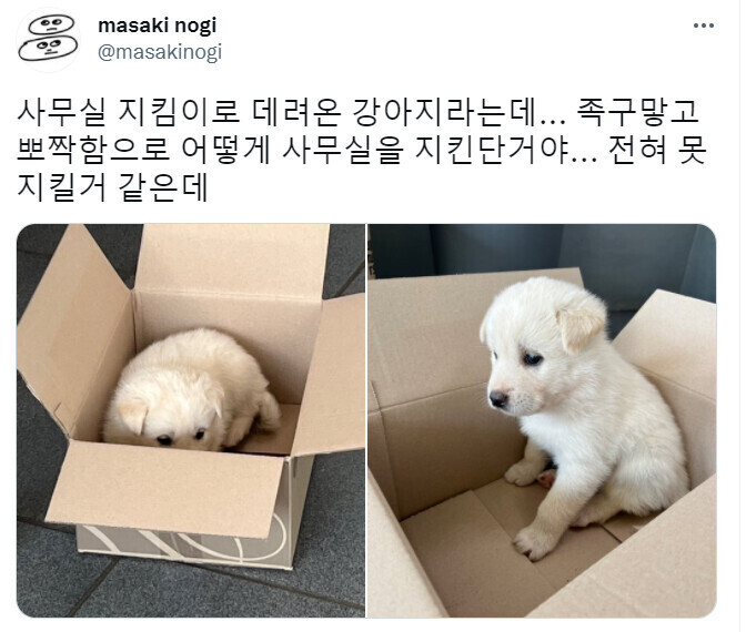 사무실 지킴이로 데려온 강아지 | 인스티즈