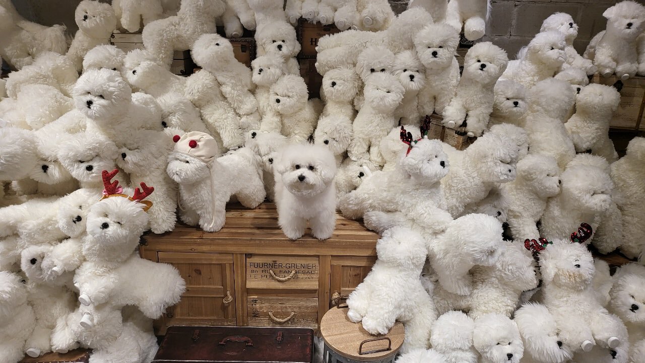 누가 인형이고 누가 강아질까요.twt | 인스티즈