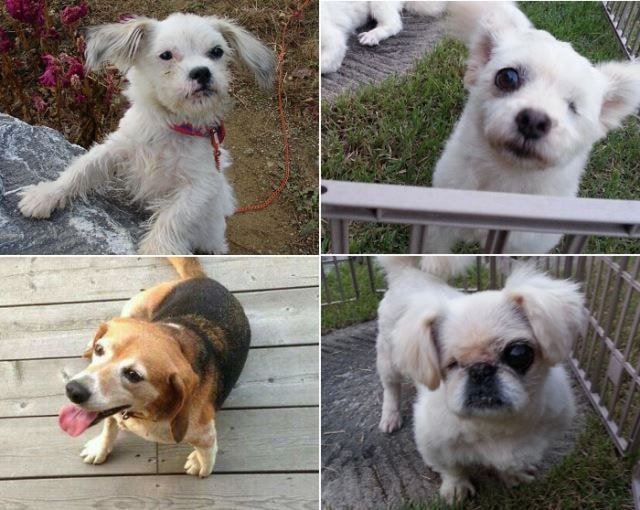 유기견, 유기묘를 입양한 연예인들 | 인스티즈