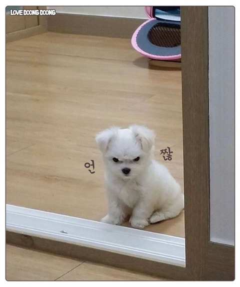 신어보고 이미지