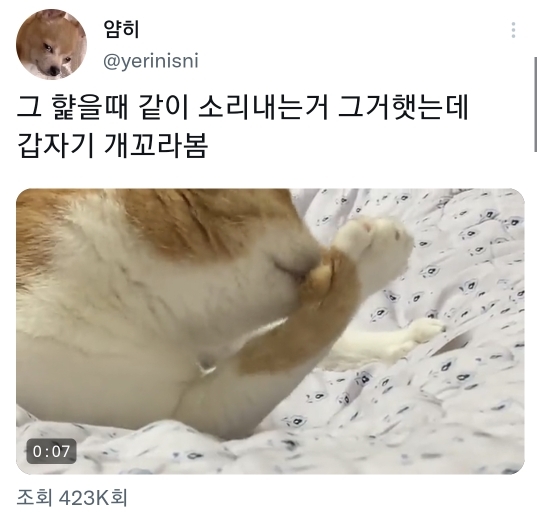 고양이 그루밍할 때 옆에서 소리따라했더니 갑자기 개꼬라봄 | 인스티즈