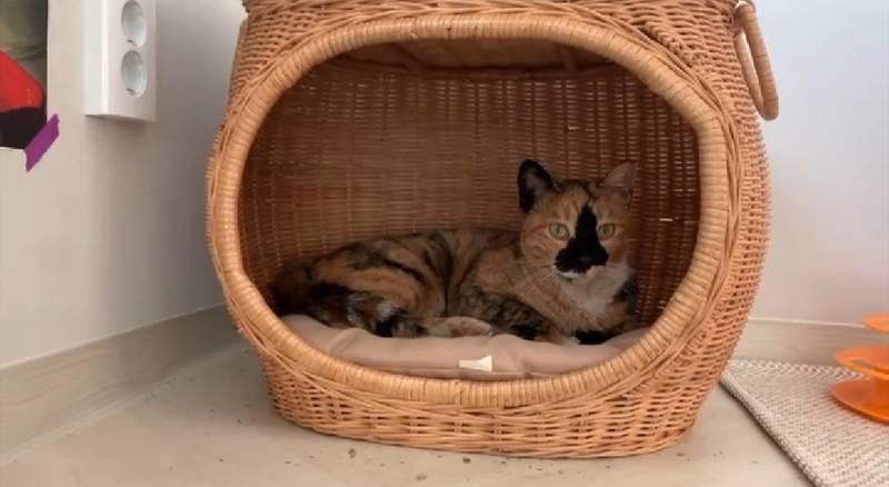 유기견, 유기묘를 입양한 연예인들 | 인스티즈