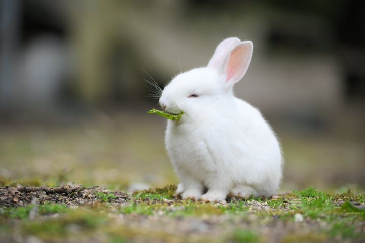 웃으면서 먹는 것처럼 찍힌 토끼 🐇 | 인스티즈