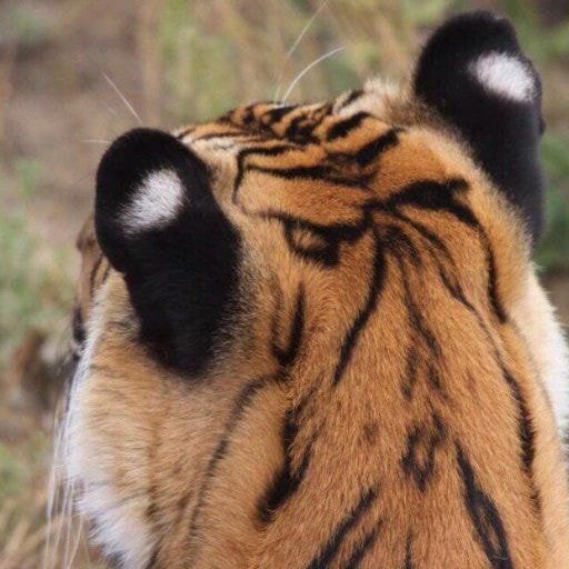 호랑이 귀에 하얀 점이 있는 이유.jpg | 인스티즈