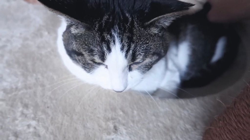 유기견, 유기묘를 입양한 연예인들 | 인스티즈