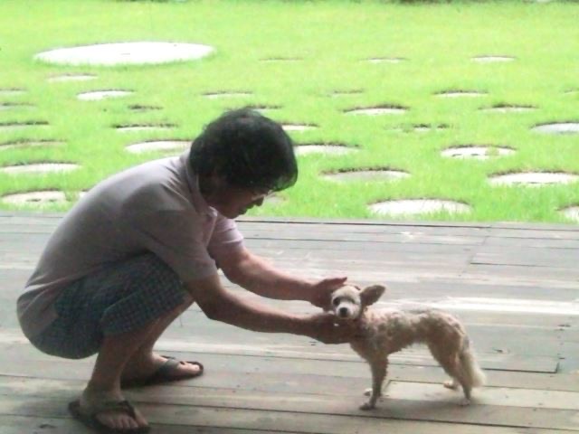 유기견, 유기묘를 입양한 연예인들 | 인스티즈