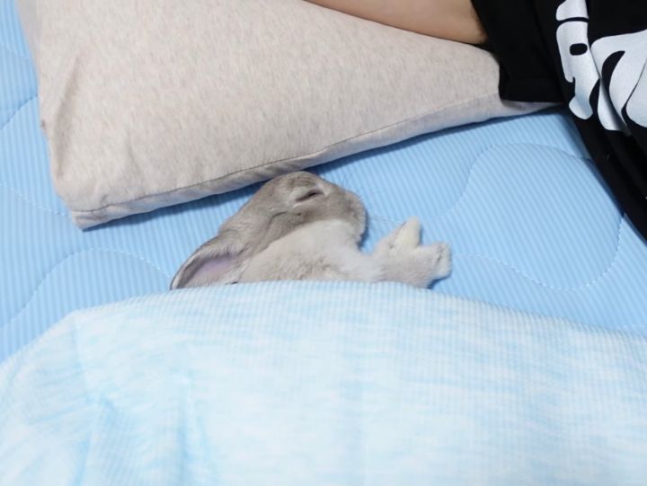 ㅠㅠ이불 까니까 사람보다 먼저 와서 잘 준비하는 토끼.. | 인스티즈