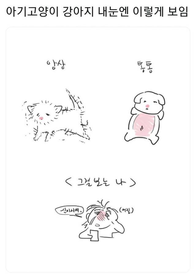 아기 고양이와 강아지 이미지 차이 🐱🐶 | 인스티즈