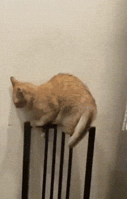 참 힘들게도 식빵 구울려는 고양이 | 인스티즈