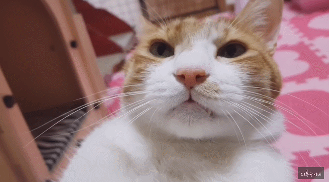 코숏 고양이 중 최애 코트는? | 인스티즈