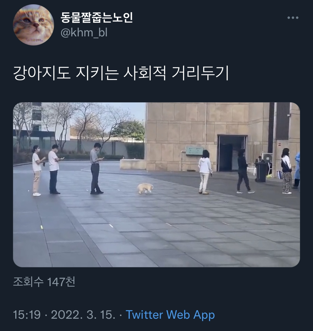 강아지도 지키는 사회적 거리두기 | 인스티즈