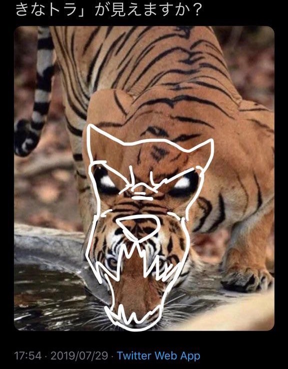 호랑이 귀에 하얀 점이 있는 이유.jpg | 인스티즈