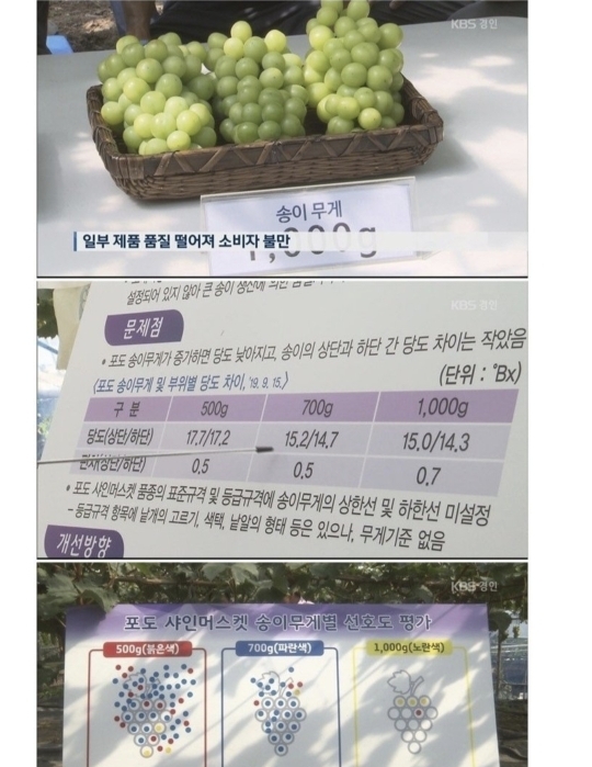 요즘 샤인머스켓이 맛 없어진 이유 | 인스티즈