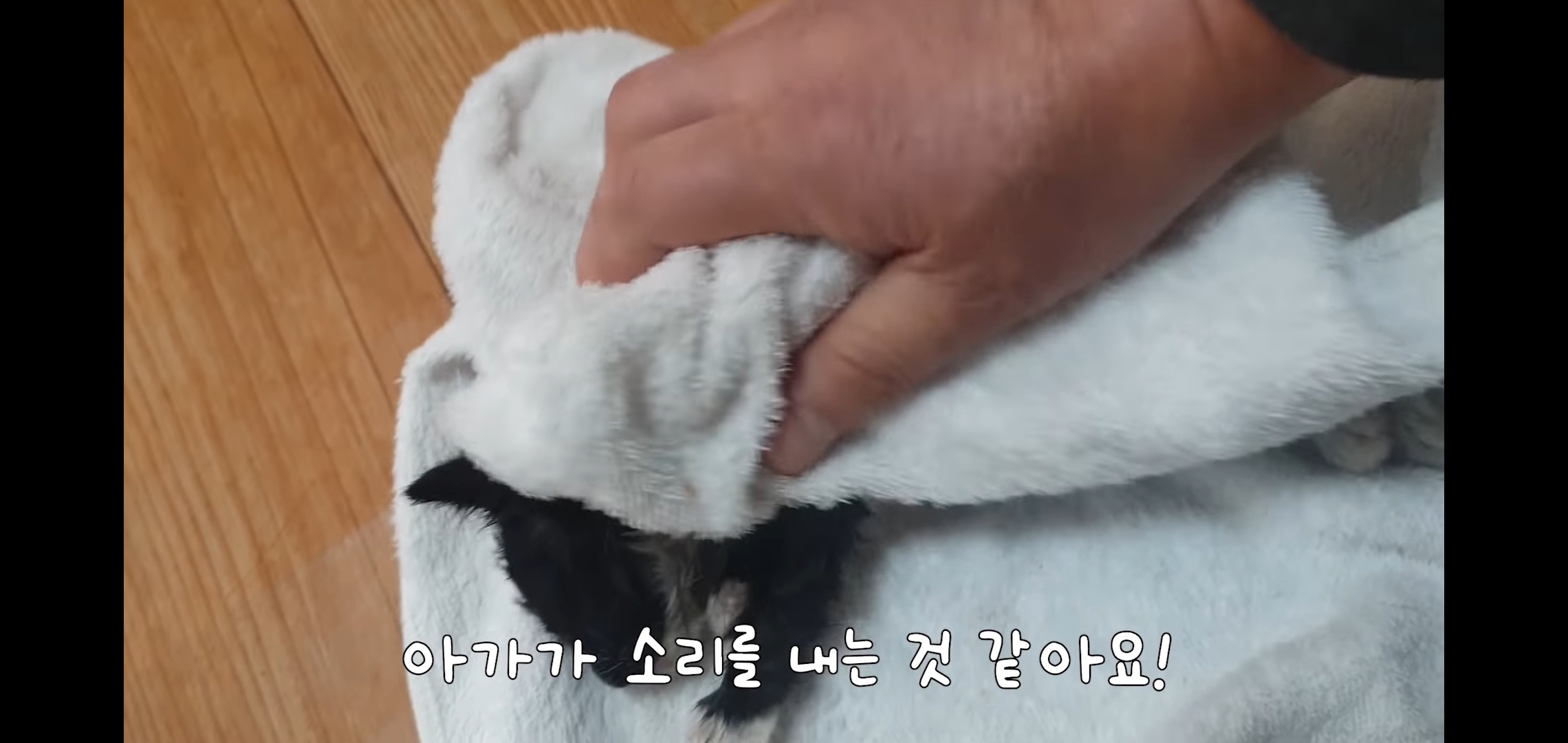 얼어 죽어가던 아기고양이를 녹였더니 ... | 인스티즈
