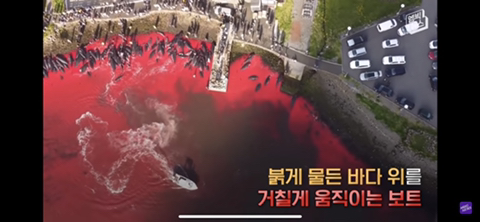 잔인한 고래사냥 전통 | 인스티즈