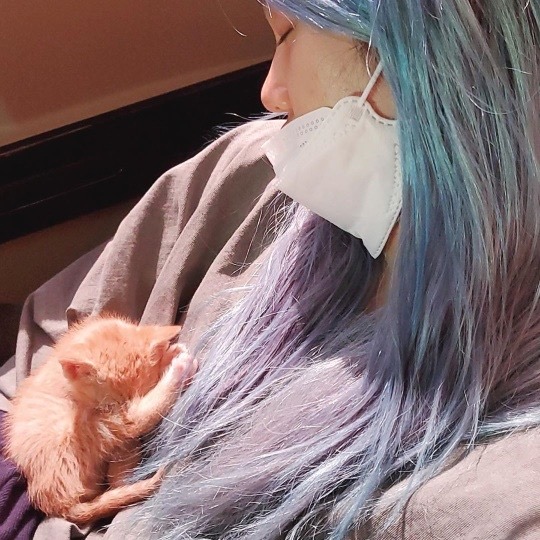 유기견, 유기묘를 입양한 연예인들 | 인스티즈