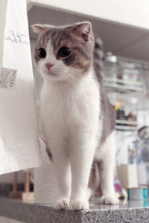 블랙핑크 리사가 키우는 고양이들 | 인스티즈