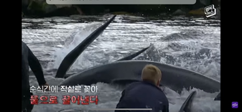 잔인한 고래사냥 전통 | 인스티즈