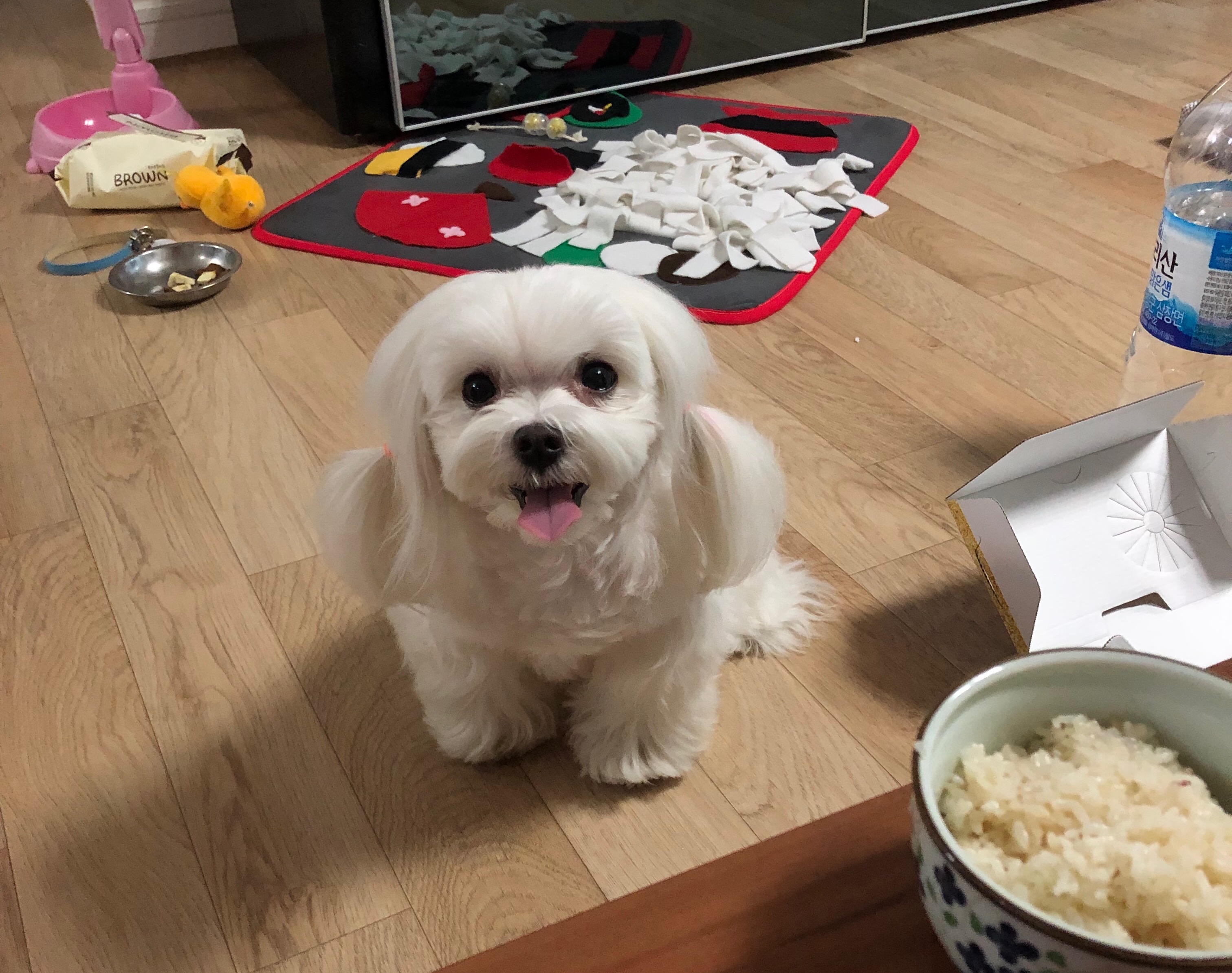 내가 반려동물 안 키워봐서 그러는데 원래 먹을 때 강아지들 이래? | 인스티즈