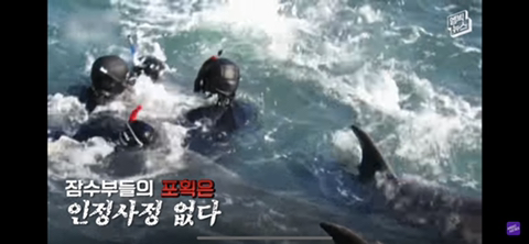 잔인한 고래사냥 전통 | 인스티즈