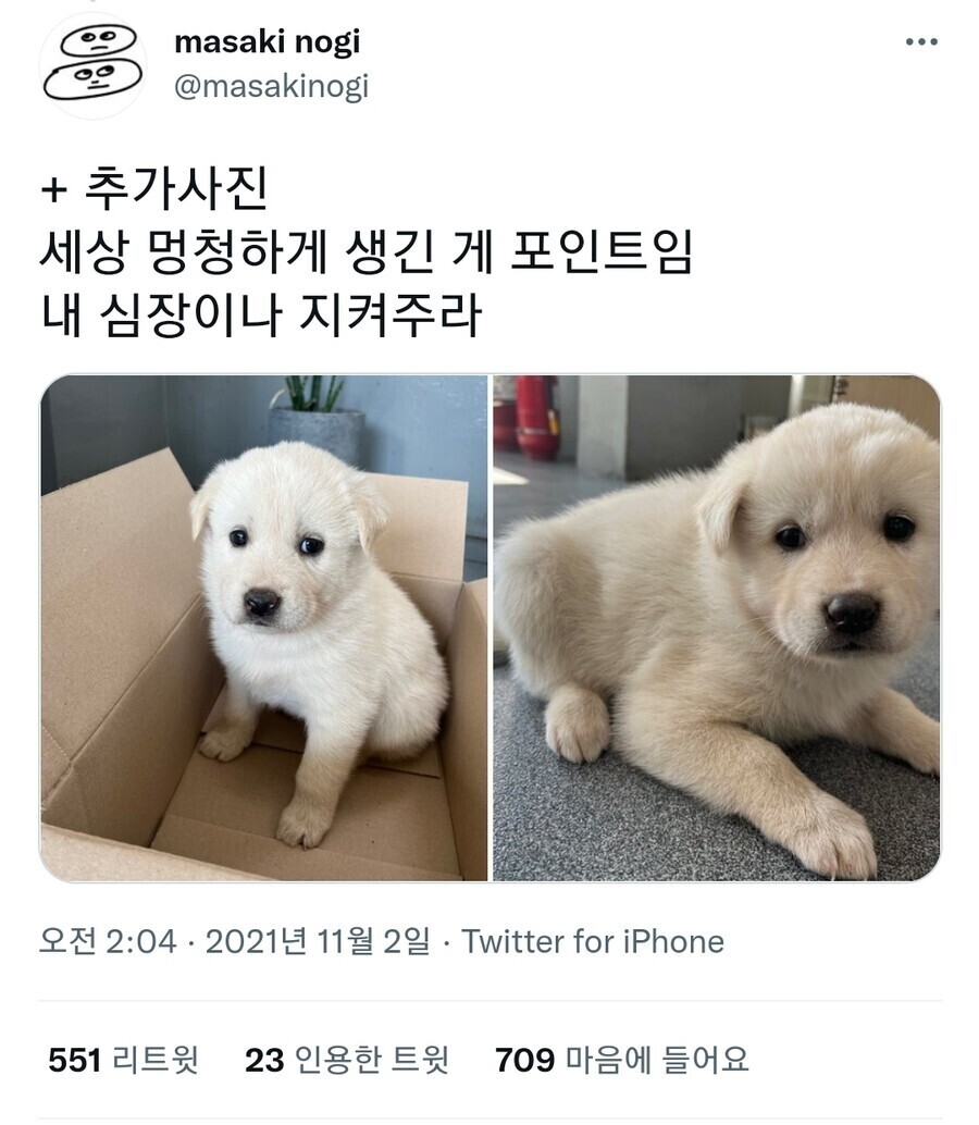 사무실 지킴이로 데려온 강아지 | 인스티즈