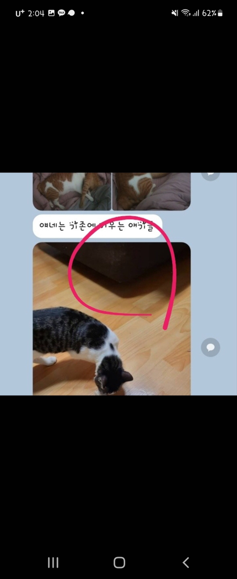 고양이 입양해 칼로 난도질한 후 길에 유기 (사진주의) | 인스티즈