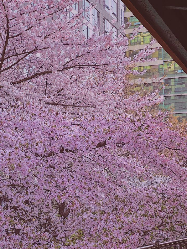 벚꽃 피었다고 하면 일단 냅다 나가서 한번쯤 봐줘야하는 이유..twt | 인스티즈