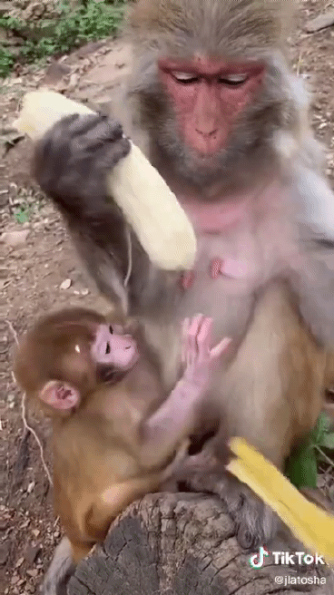 원숭이도 안 먹는 부분 | 인스티즈