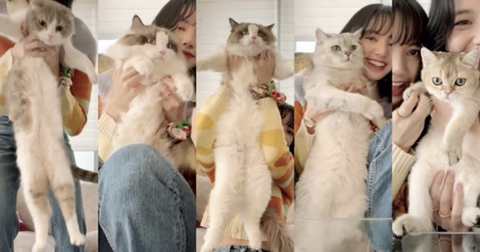블랙핑크 리사가 키우는 고양이들 | 인스티즈
