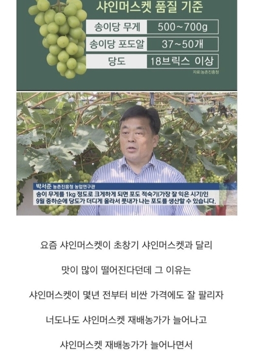 요즘 샤인머스켓이 맛 없어진 이유 | 인스티즈