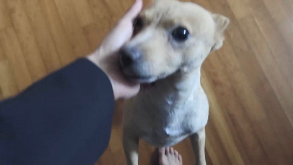 유기견, 유기묘를 입양한 연예인들 | 인스티즈