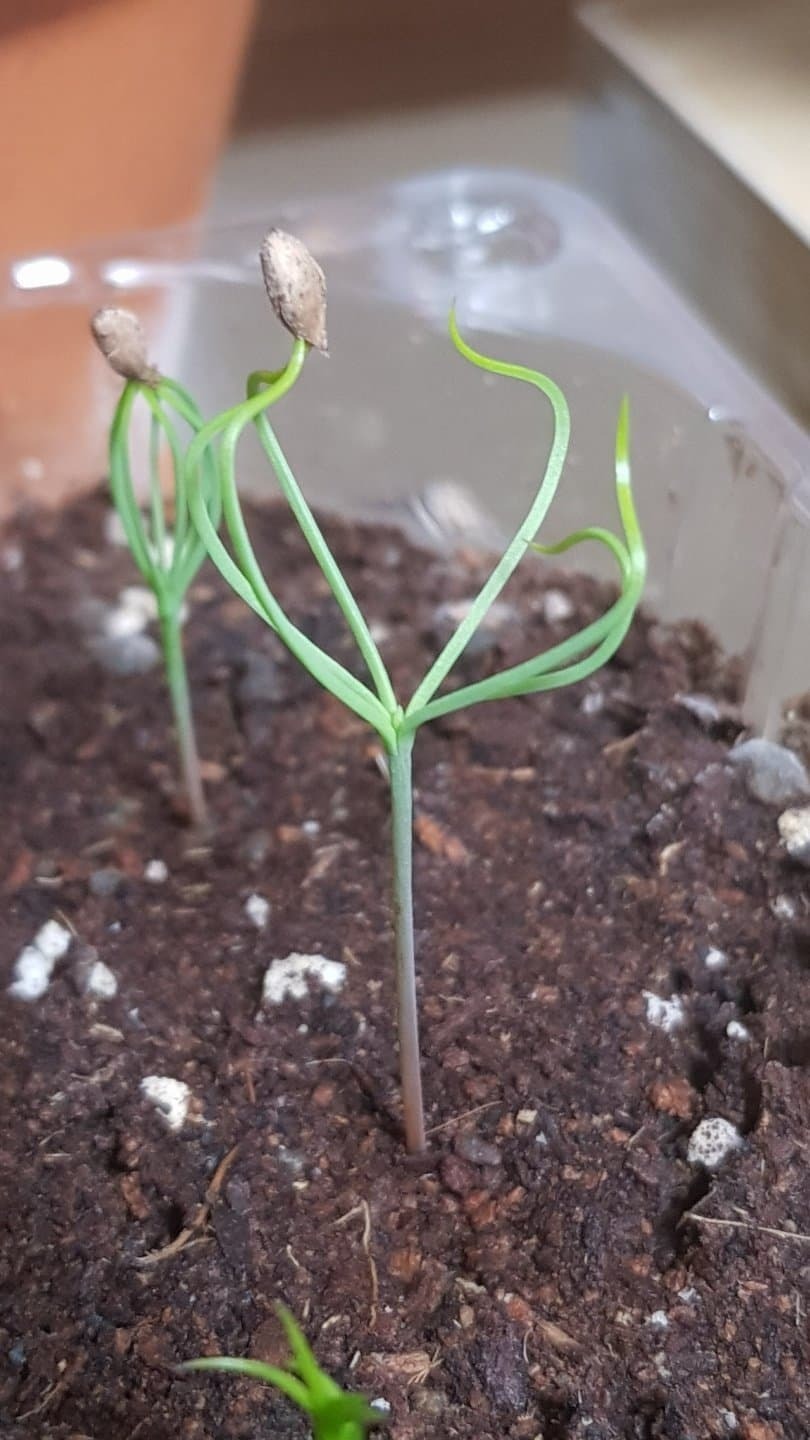 8d32db7e5e574efa7d755227ff5fcfe032dbfea8