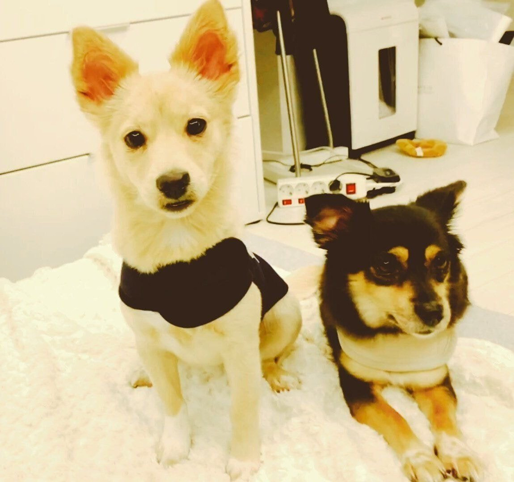 유기견, 유기묘를 입양한 연예인들 | 인스티즈