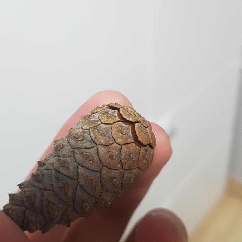 9142f64ef5b6ad43e9a2b55f4c948172f73e68e8