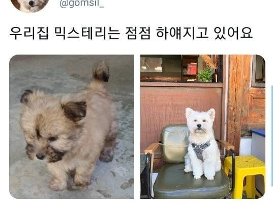믹스는 어떻게 자랄지 모름ㅋㅋㅋ 나는 이걸 믹스테리라고 부른다..twt | 인스티즈