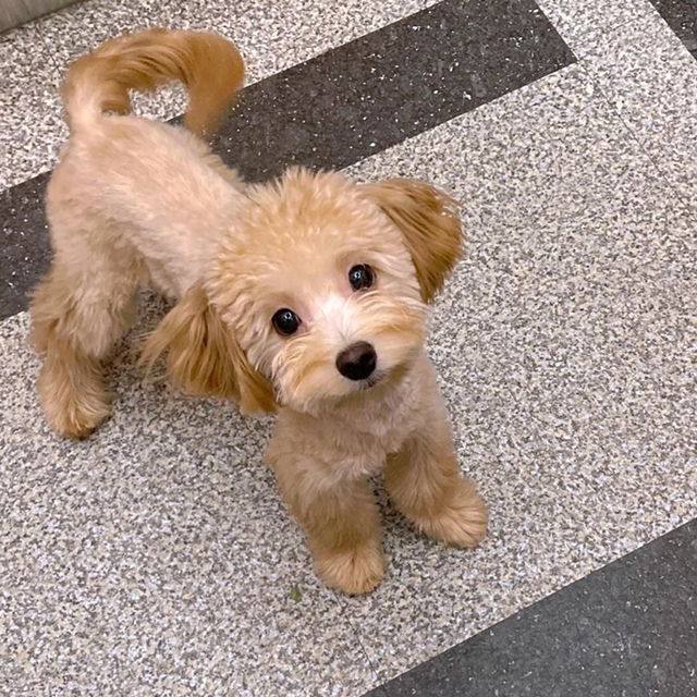 강아지를 찾습니다 | 인스티즈