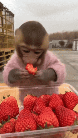 원숭이도 안 먹는 부분 | 인스티즈