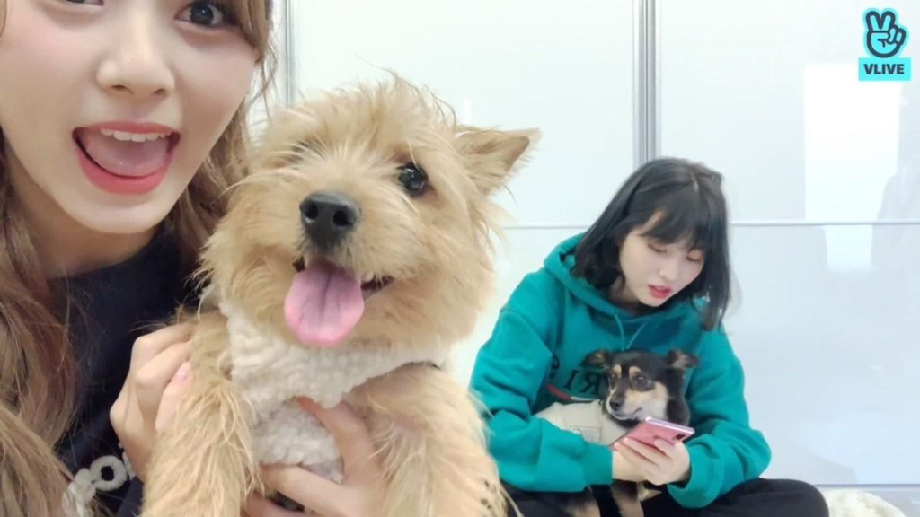 유기견, 유기묘를 입양한 연예인들 | 인스티즈