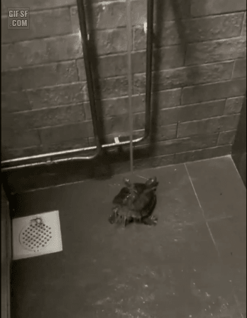 샤워하는 거북이 | 인스티즈