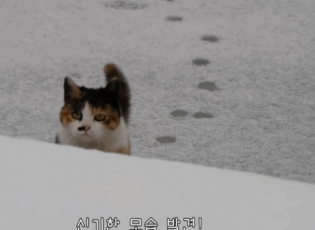 코숏 고양이 중 최애 코트는? | 인스티즈