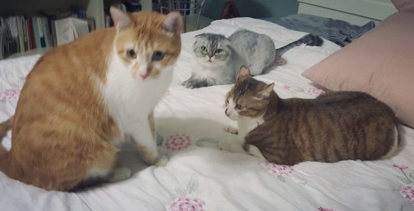 유기견, 유기묘를 입양한 연예인들 | 인스티즈