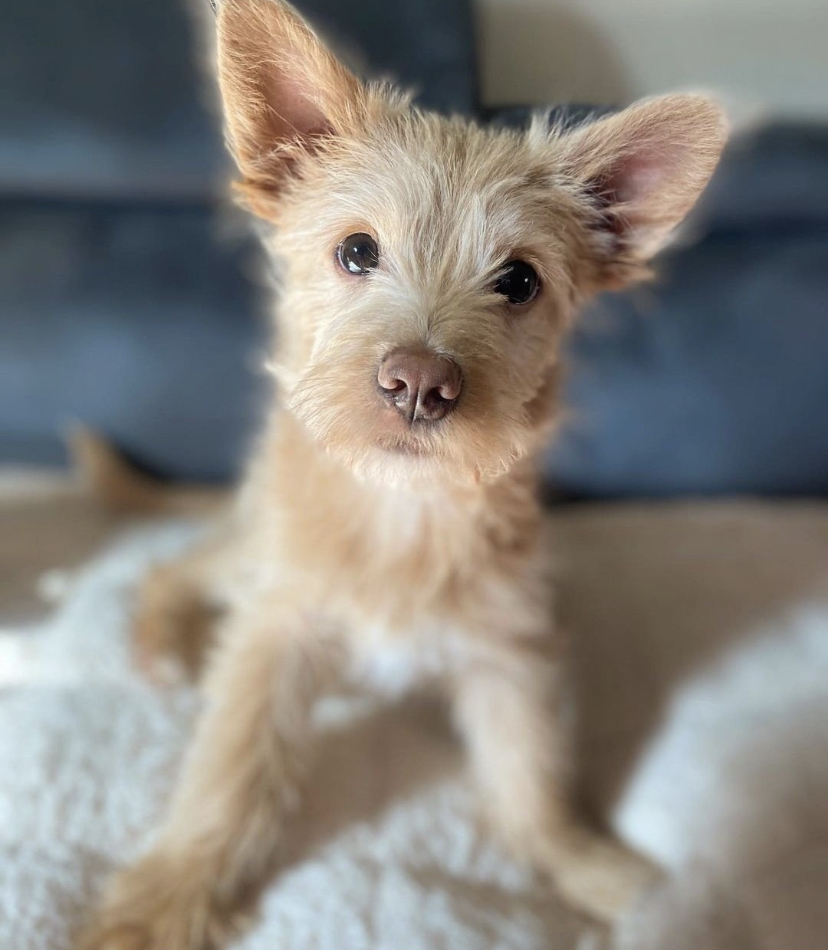 유기견, 유기묘를 입양한 연예인들 | 인스티즈