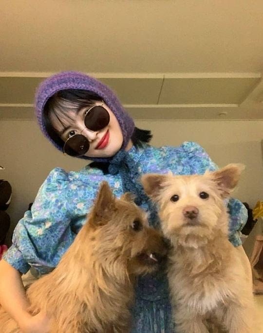 유기견, 유기묘를 입양한 연예인들 | 인스티즈