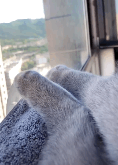 고양이 발 기지개 | 인스티즈